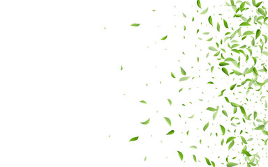 Forest Leaves Wind Vector White Background