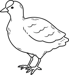Simple and adorable Fulica atra illustration with outlines only