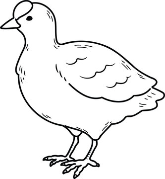 recommend clip art: Simple and adorable Fulica atra illustration with outlines only