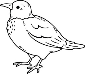 Simple and adorable White Cheeked Starling illustration with only outlines