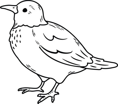 recommend clip art: Simple and adorable White Cheeked Starling illustration with only outlines