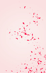 Carmine Petal Vector Pink Background. Summer Rose