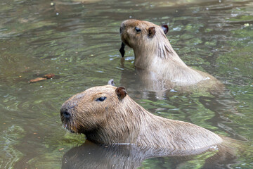 A pair of capybaras (Hydrochoerus hydrochaeris) in the water
