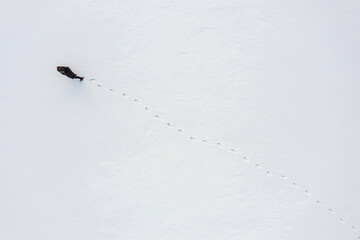 a woman walks through fresh snow leaving footprints, top aerial view, winter outdoor activity