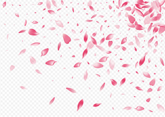 White Blooming Vector Transparent Background.