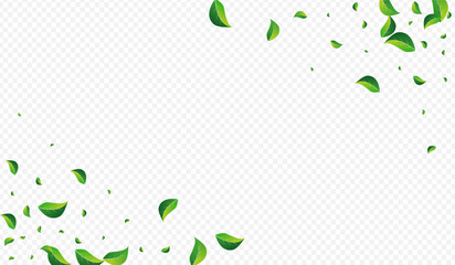 Olive Leaves Ecology Vector Transparent