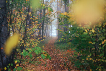 Walking in the autumn foggy forest without people, foggy morning