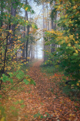 Walking in the autumn foggy forest without people, foggy morning