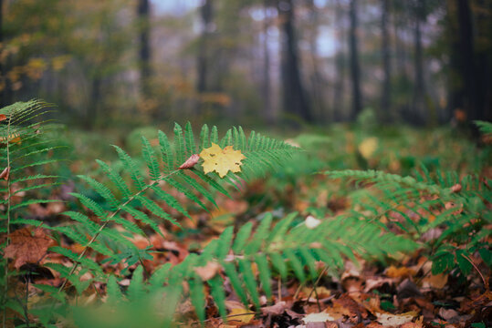 Fern leaves in the autumn forest close-up