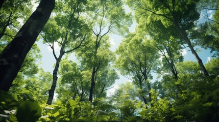 Fototapeta premium Forest, lush foliage, tall trees at spring or early summer - photographed from below