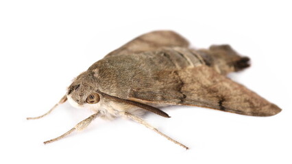 Hummingbird hawk-moth (Macroglossum stellatarum) isolated on white, side view
