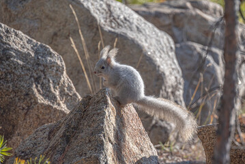 Белочка на Изумрудном карьере