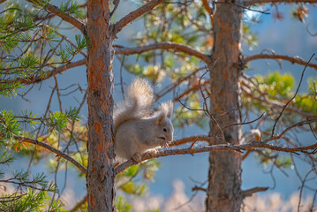 Белочка на Изумрудном карьере