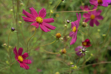 flowers in the field