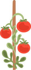 tomato plants