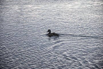 Birds swimming in the river