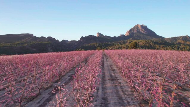Aerial view of fields of peach trees and other crops during blossom in spring early in the morning. Peach trees blossom bloom pink flowers in Cieza, beautiful springtime fields in a row. Spain