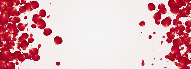 Delicate Cherry Tender Vector Panoramic White