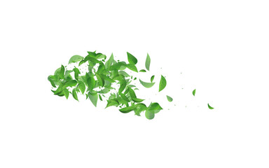 Lime Foliage Herbal Vector White Background