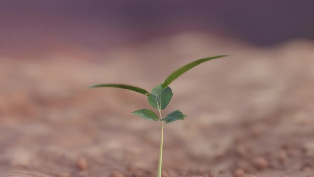 Time lapse of a plant growing out of the sand
