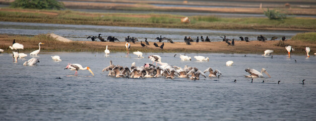Water birds in a lake. Painted storks, spoonbills, pelicans and egrets in a lake - Pelicans flock