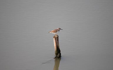 common sandpiper perched on a wooden log