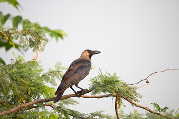 A house crow perched on a branch