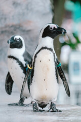 Fototapeta premium 上野動物園のペンギン