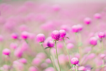 ヒメツルソバと、ヒメツルソバを撮る女性