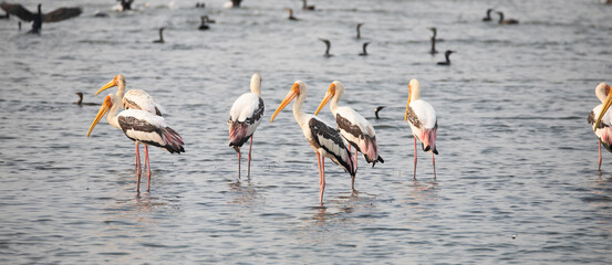 Adult painted storks (Mycteria leucocephala), foraging in a lake