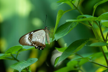 Close-up view of butterflies living in nature