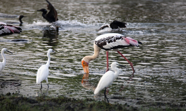 Adult painted stork (Mycteria leucocephala),searching food in a lake