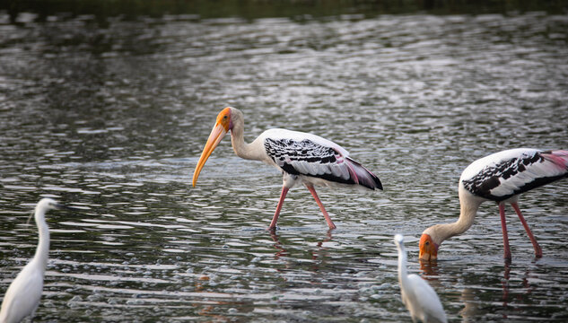 Adult painted stork (Mycteria leucocephala), foraging in a lake