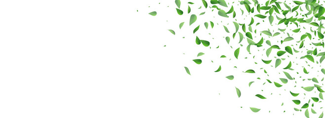 Green Leaves Abstract Vector Panoramic White