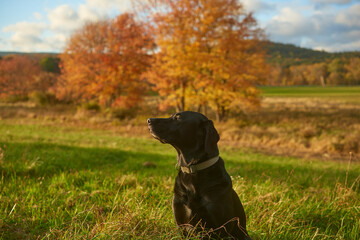 Adorable black Labrador retriever dog sitting at attention in front of vibrant fall foliage on...
