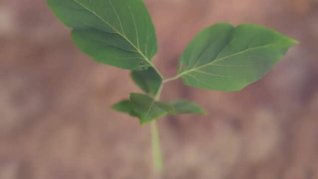 Time lapse of a plant growing out of the ground