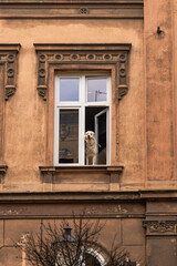 A beautiful dog Golden Retriever stands in the window of an old brick-colored building and looks out the window