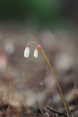 Snowdrops. Plant growing in its natural environment.