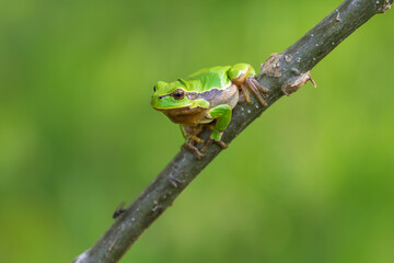 Hyla arborea - Green tree frog on a stalk. The background is green. The photo has a nice bokeh....