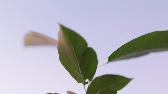 Time lapse of a plant growing out of the ground during the day