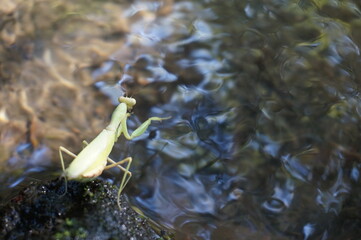 水辺のカマキリ_Praying mantis by the water	