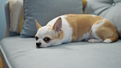 Beautiful chihuahua lying on the sofa