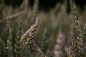 Field of wheat and rye hybrid grain tricitale green plant nature