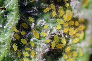 Currant leaves inhabited by Red currant blister aphid (latin name is Cryptomyzus ribis). 