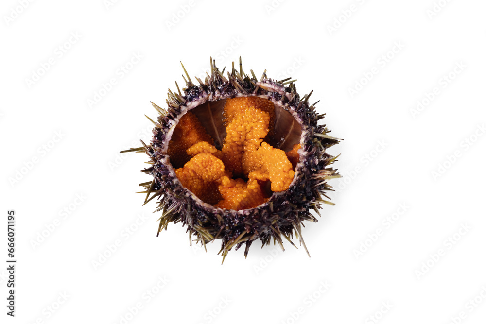 Wall mural raw sea urchin, delicacy on white or invisible png background