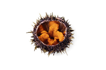 Raw sea urchin, delicacy on white or invisible png background