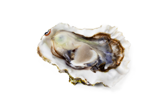 Fresh raw oyster on white or invisible png background top view