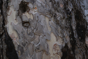 Bark on a tree. Old tree. close-up of bark. macro photography. background or backdrop