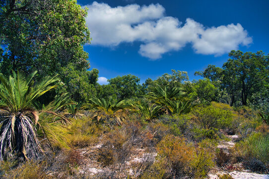 Zamia cycads (Macrozamia riedlei), low coastal bushland and eucalyptus trees in Lesueur National Park, in the mid west of Western Australia

