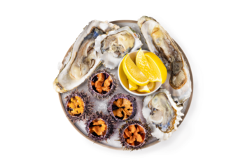 fresh seafood platter, Raw sea urchin and oysterson white or invisible png background top view